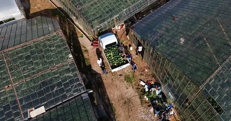 Yazın habercisi tezgahlara indi! Yerli tohumla bereketli hasat