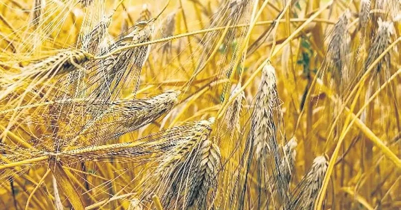 İDİL AÇIKALIN Karakılçık ile tanışalım