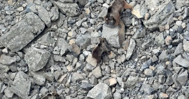 Kış uykusundan uyanan ayı ailesi kameralara yansıdı