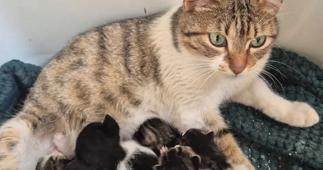 Germencik te can dostlar yeni yuvalarını arıyor Aydın Haberleri