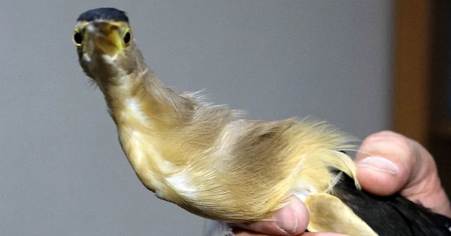 Dersteki teori bahçede pratiğe dönüştü; nesli tükenme tehlikesindeki kuşa öğrenci şefkati Trabzon Haberleri