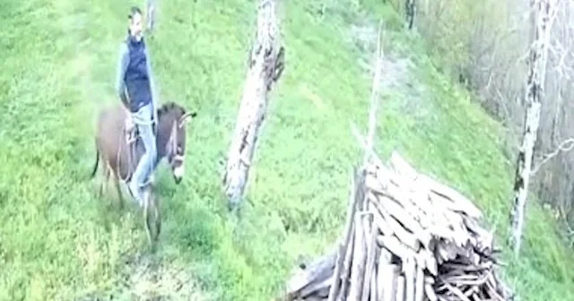 Huysuzlanan eşekten düştü; o anlar kamerada Ordu Haberleri