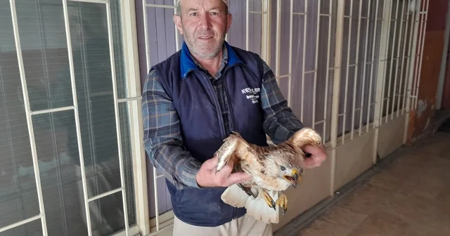 Karapınar da yaralı kızıl şahin tedavi altına alındı Konya Haberleri