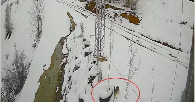 Bayburt ta nefes kesen kovalamaca: Tavşanın kurdu atlattığı anlar kamerada Bayburt Haberleri