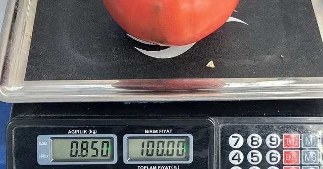 Aydın da 850 gramlık domates pazarda ilgi gördü Aydın Haberleri