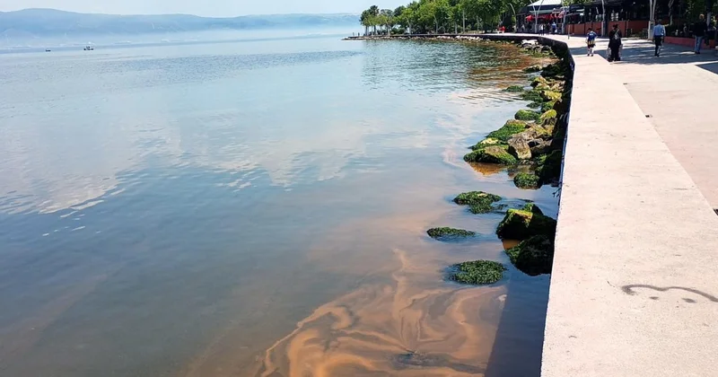 Kocaeli de alg patlaması: Deniz turuncuya döndü