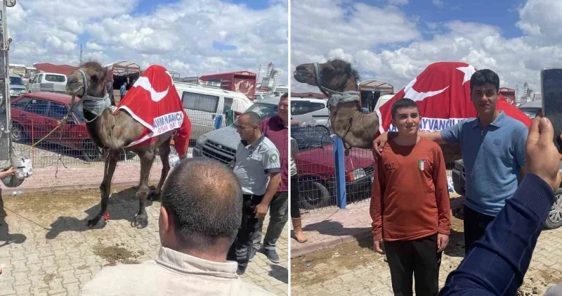 Kurban pazarının gözdesiydi: 780 kilogramlık deve yeni sahibini buldu Konya Haberleri