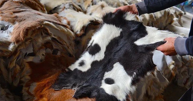 Kurban derileri ekonomiye milyarlarca dolarlık katkı sağlıyor Sözcü Gazetesi
