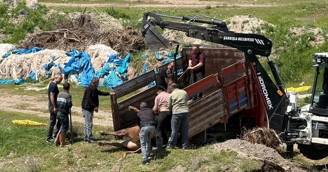 Kesime bir gün kala ortalığı birbirine kattı, 4 saat sonra yakalandı Sivas Haberleri