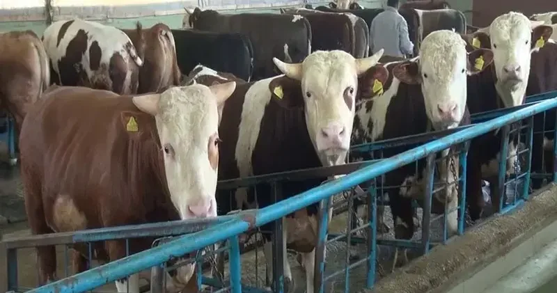 Kurban kesiminde zoonotik bulaş uyarısı; kuduz, tetanoz ve orf hastalığına dikkat