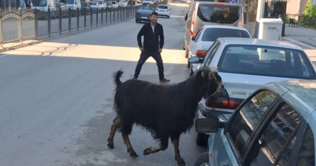 Sahibinin elinden kaçan kurbanlık keçi, uzun uğraşlar sonucu yakalandı Amasya Haberleri