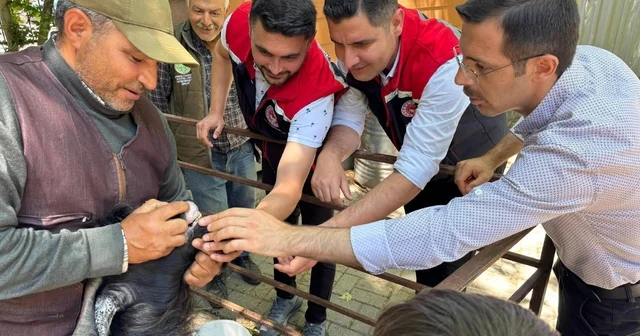 Kurban Bayramı öncesi Bozdoğan hayvan pazarında sıkı denetim Kaymakam Polat sahada denetimlere katıldı Aydın Haberleri