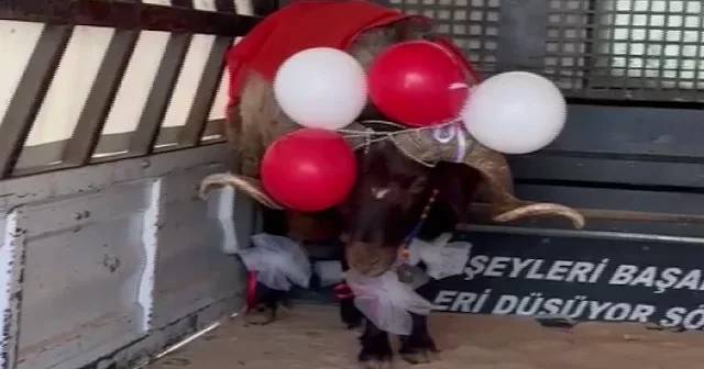 Erzurum da gelin adaylarına süslenmiş Nişan Koçu hediye edildi VİDEO İZLE