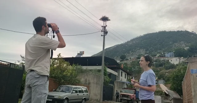 Aydın da leylek sayımları tamamlandı Bu yıl popülasyonda artış yaşandı Aydın Haberleri