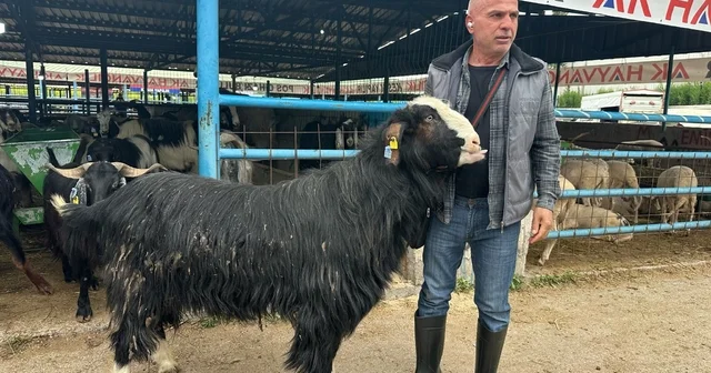 Bursa daki kurban pazarının şampiyon keçisi 47 bin liradan satıldı Bursa Haberleri