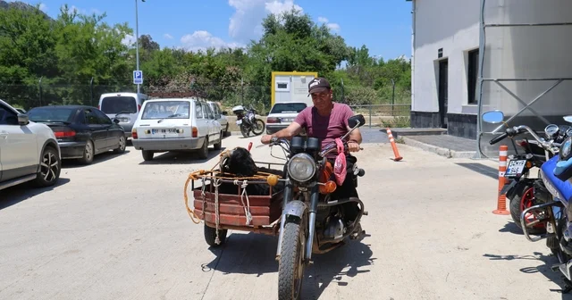Kurbanlıkları sepetli motosikletlerle taşıdılar Motosikletlerin sepetine binmek istemeyen keçilerle sahiplerinin inatlaşması ilginç görüntüler oluşturdu Adana Haberleri