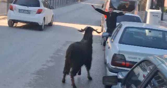 Amasya’da kaçan kurbanlık keçi trafiği birbirine kattı VİDEO İZLE