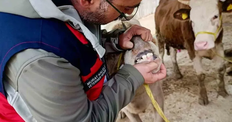 Afyonkarahisar da hayvan pazarları denetleniyor