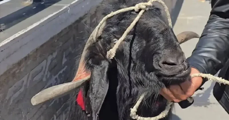 Tam tamına 70 kilo! Dev keçi 36 bin TL ye satıldı