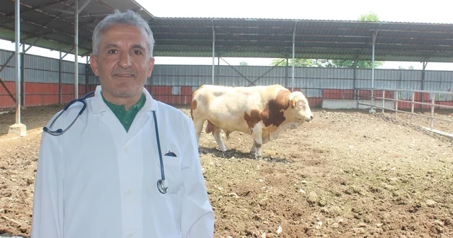 Karanfil 6 saat yem vermeyin Düzce Haberleri