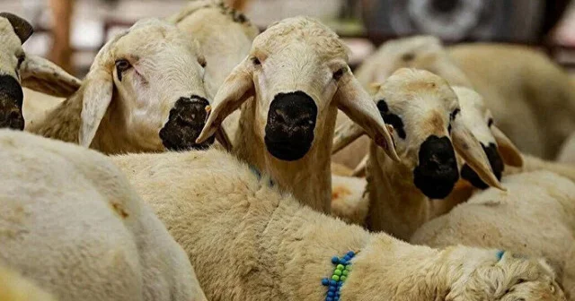 Kurban nasıl kesilir: Kurban nerede kesilmeli, keserken nelere dikkat edilmeli? Son Dakika Haberleri