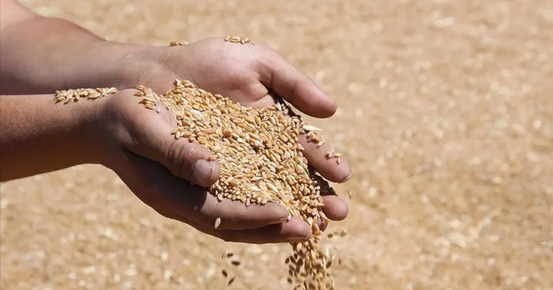 Buğday fiyatları CBOT’ta düşüşte: ABD İran gerilimi piyasadaki kayıpları sınırladı