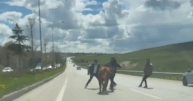 Erzurum da bir kurban klasiği: Kaçan kurbanlıklar trafiği birbirine kattı Erzurum Haberleri