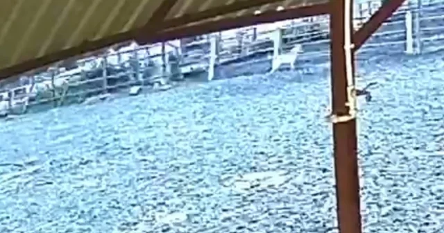 Ağıla giren kurt 8 küçükbaş hayvanı telef etti Sakarya Haberleri