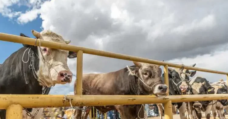 Kurban kesecekler dikkat: Milli servet diyerek uyardı, o kısmı sakın atmayın