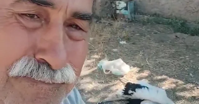 Bahçesindeki leyleklerin öldüğünü gören Çankırılı gözyaşlarına boğuldu VİDEO İZLE
