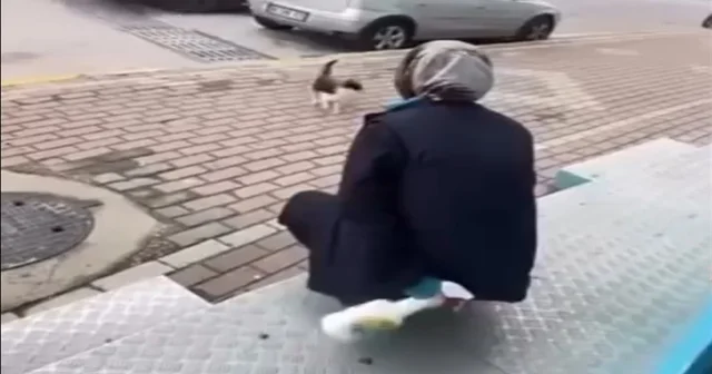 Kedinin yüzüne sprey sıkan market çalışanı beraat etti Kocaeli Haberleri Habertürk Yerel Haberler