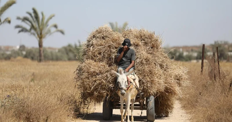 FAO dan Gazze ye yönelik tarımsal girdilere uygulanan kısıtlamaların kaldırılması çağrısı