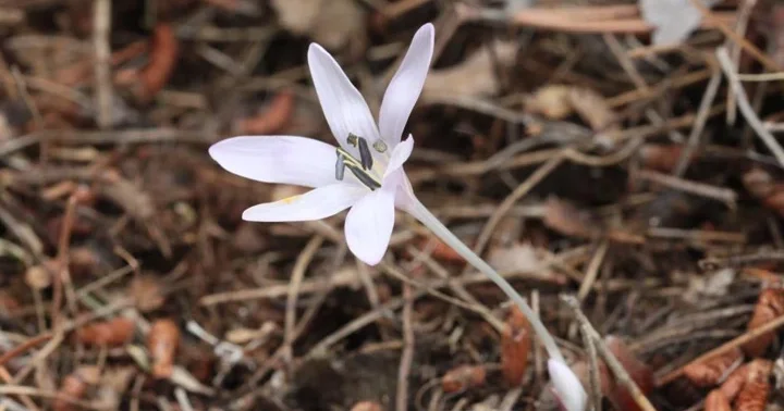 Muğla da yeni endemik tür keşfedildi! Bilimsel açıdan son derece heyecan verici bir durum