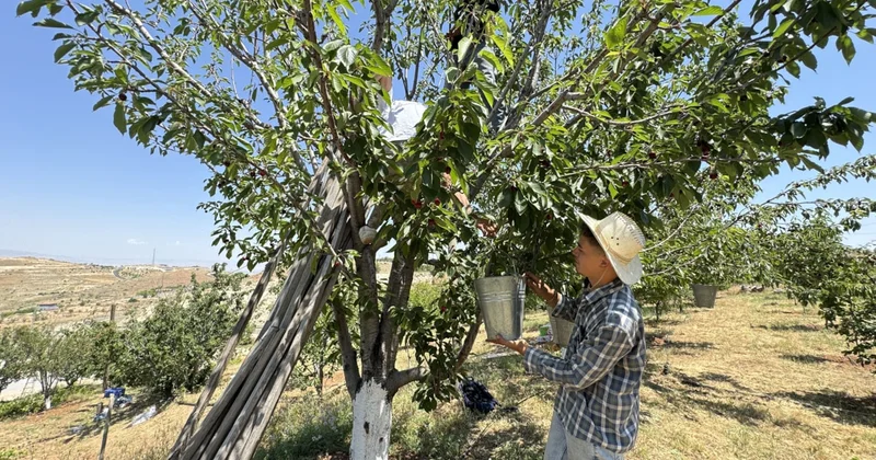 Avrupa bu meyvenin peşinden koşuyor: Rekolte tam 1100 tona ulaştı Sözcü Gazetesi