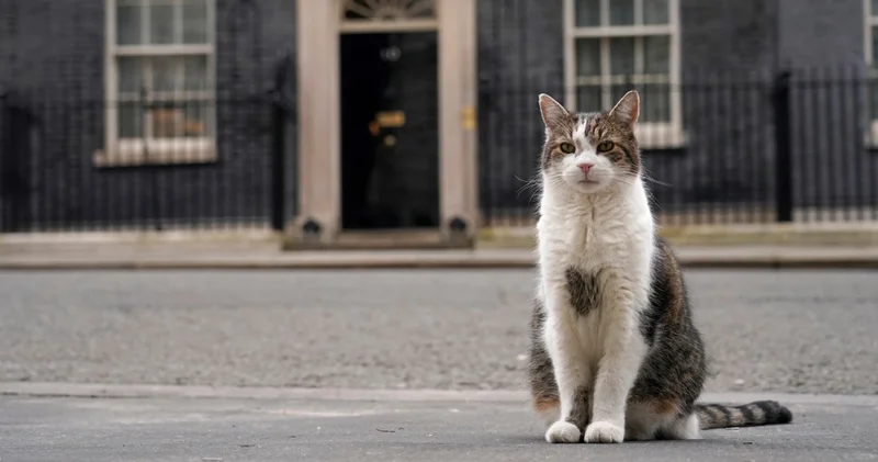 10 Numara’nın değişmeyen yüzü: 6 başbakan gördü, koltuğunu kimseye bırakmadı! 2011’den beri Downing Street’te yaşayan Larry’nin hikayesi