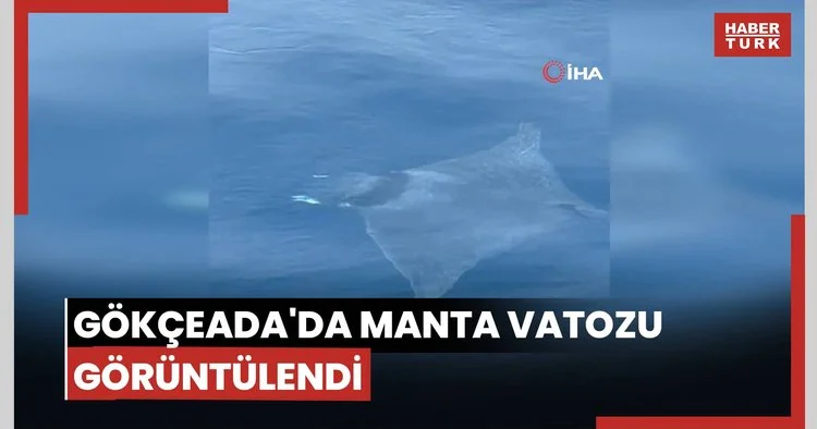 Gökçeada da manta vatozu görüntülendi