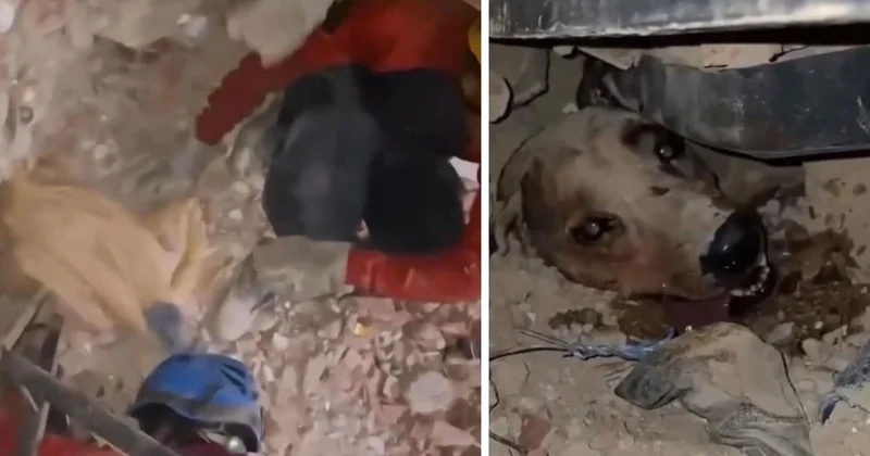 Venezuela’daki felaketin ortasında umudun sembolü oldu: Enkaz altındaki köpek böyle kurtarıldı