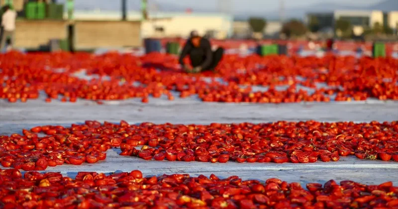 Türkiye’de kurutuluyor, dünyada baş tacı ediliyor! 91 ülkenin vazgeçilmezi oldu