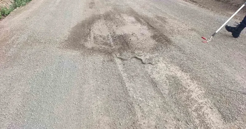 Sivas’ta odun yığınlarının arasına giren yılan itfaiye ekiplerini harekete geçirdi