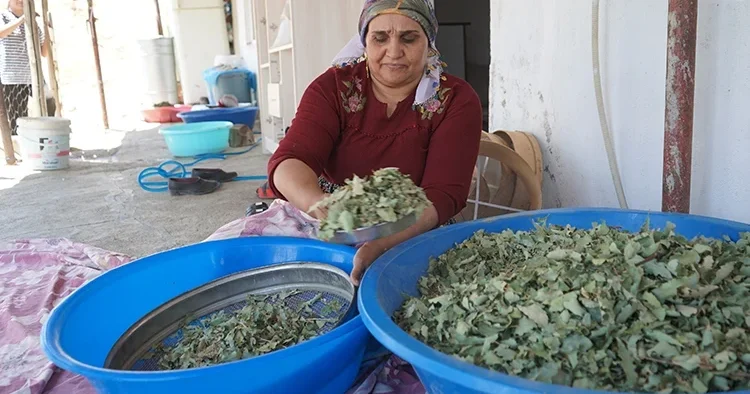 Şırnak dağlarında 30 yıl sonra gelen bereket: meşe yapraklarından süzülen gezu köylünün geçim kapısı oldu