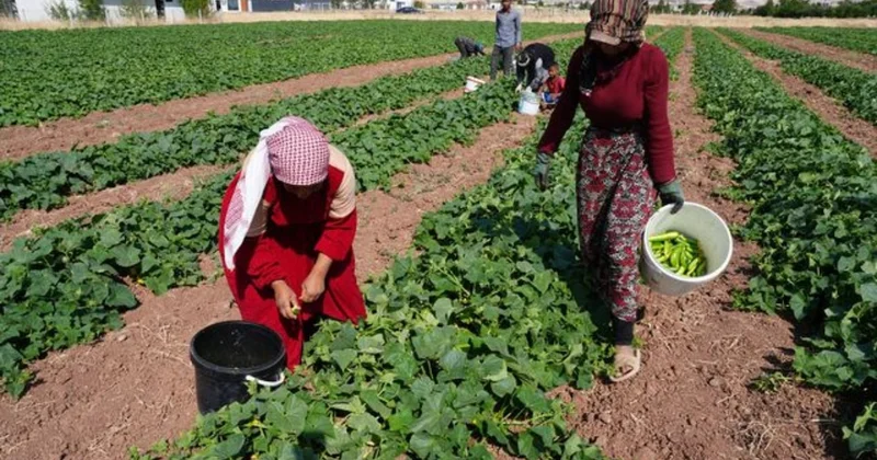 Yeşil altın hasadı başladı: Bir yıl boyunca milyonlarca sofraya ulaşacak Sözcü Gazetesi