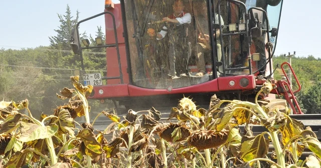 Tarım ve Orman Bakan Yardımcısı Gizligider Edirne de ayçiçeği hasadına katıldı Gizligider: Bu yıl gerçekten bereket senesi Edirne Haberleri Habertürk Yerel Haberler