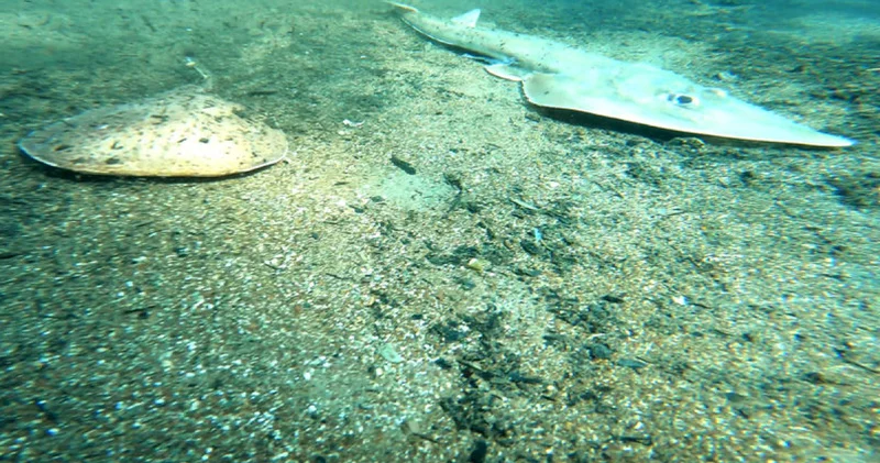 Antalya da feci tablo! Balık ölümlerini görüntüledi Son dakika haberleri