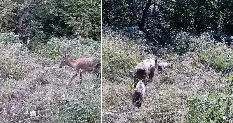 Tarlasına kurduğu fotokapanla yaban hayatını görüntüledi