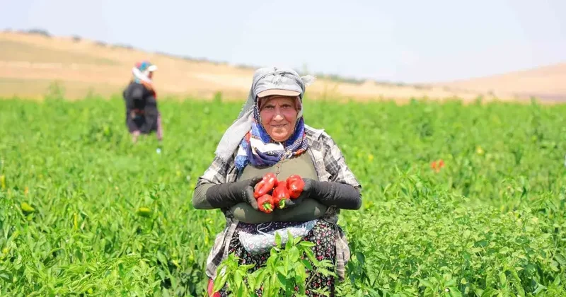 Kahramanmaraş’ta salçalık biber hasadı başladı