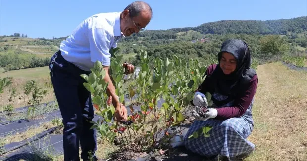 Zonguldak haberleri Hanımının ısrarıyla kolları sıvadı! Atıl arazide üretim yapıyorlar 26 Ağustos 2026