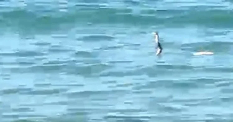 Çeşme de sığ suda yılan hareketliliği: Panik yapıp kaçan da oldu, yüzmeye devam eden de