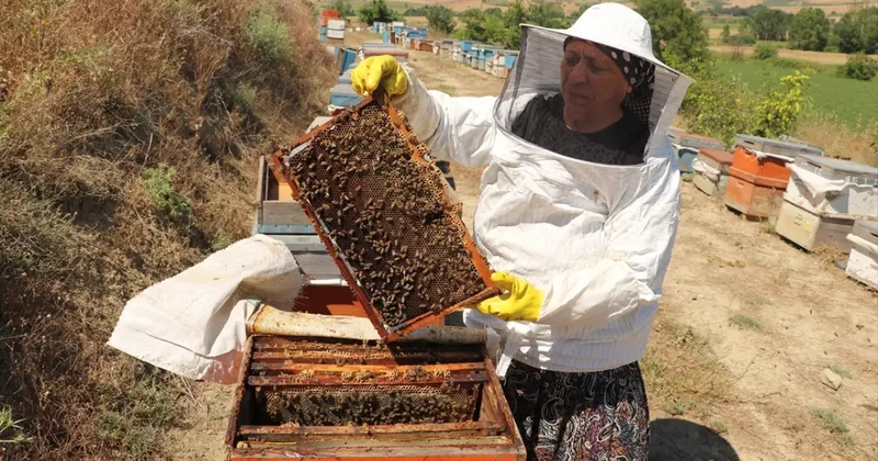 Tarlada bir kovan buldu 450 kovanlık çiftliğe dönüştürdü