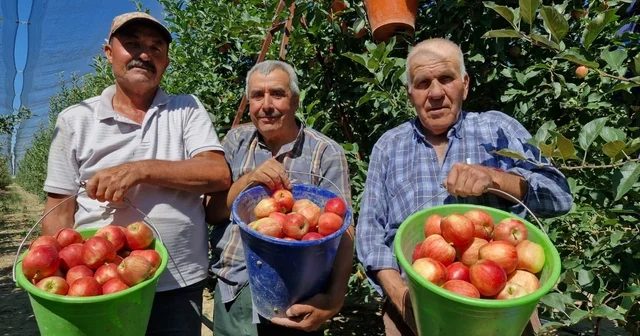 Karaman da erkenci elma hasadı başladı: Rekolte yüksek Ziraat Odası Başkanı Mehmet Bayram: Karaman tarihinin en yüksek rekoltesi bekleniyor Karaman Haberleri Habertürk Yerel Haberler