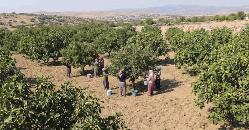 Kilosu 850 liraya dayandı: Rekor hasat üreticinin yüzünü güldürdü Sözcü Gazetesi